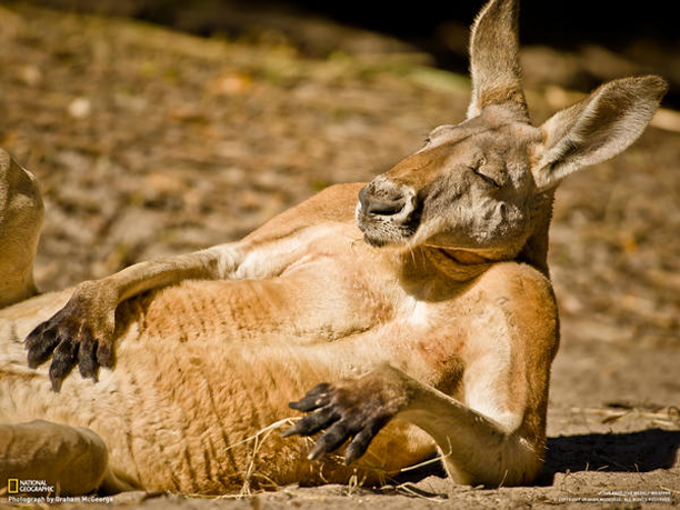 Australian wildlife