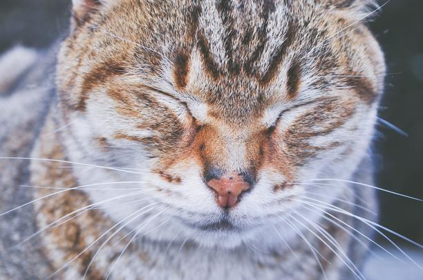 Avoid having a glary screen - cat squinting